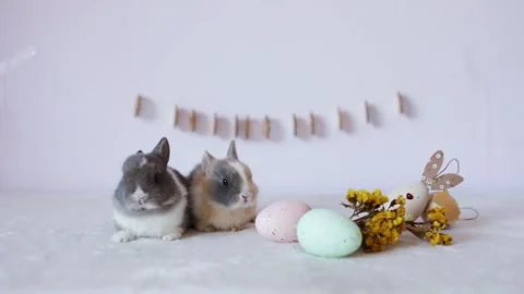 Cute little Easter bunny on table with colorful eggs and flowers. Stock Footage 287725086