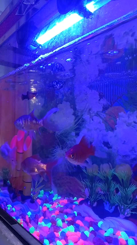 Cute little fish Video stock 210836425