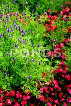 Cute little flower Stock Photos