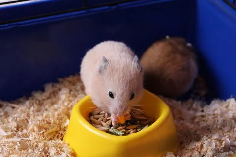 Cute little fluffy hamster eating in cage Stock Photos