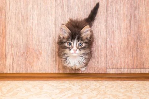 Cute little fluffy kitten Stock Photos