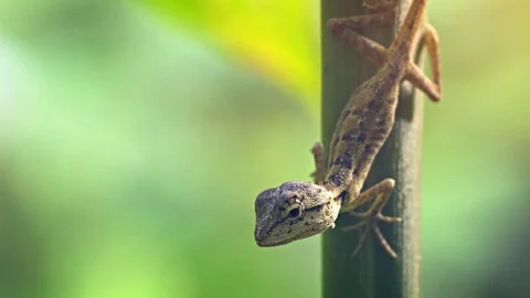 Cute Little Forest Lizard on a Sapling in Phuket, Thailand Stock Footage 82181532