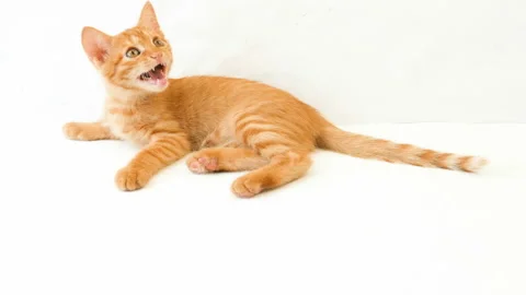 Cute little ginger cat playing on white background, closeup Stock Footage 124427155
