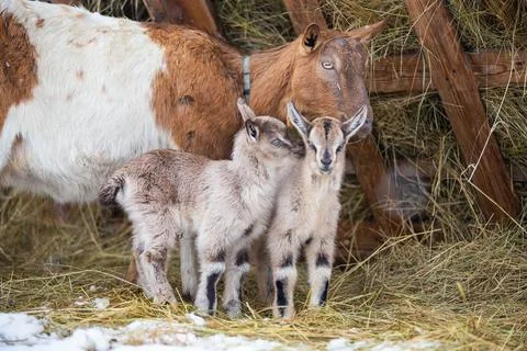Cute little goats standing in a stack of hay near their mother Fotos de archivo