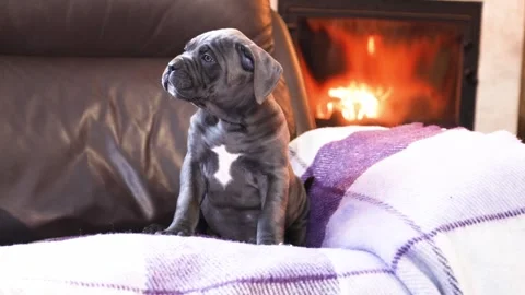 Cute little gray Cane Corso puppy against the backdrop of a burning fireplace Stock Footage 327873049
