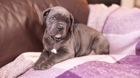 Cute little gray Cane Corso puppy on a checkered woolen blanket Stock Footage 327873107