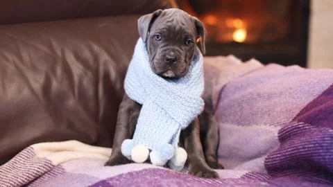 Cute little gray Cane Corso puppy in a blue knitted scarf Stock Footage 327873117
