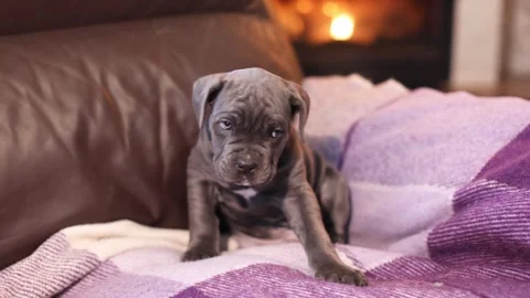 Cute little gray Cane Corso puppy against the backdrop of a burning fireplace Stock Footage 327873120
