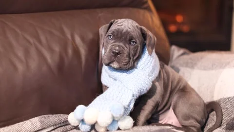 Cute little gray Cane Corso puppy in a blue knitted scarf Stock Footage 327873121
