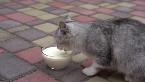 Cute little gray cat drinking milk from glass bowl outdoors Stock Footage 165940021