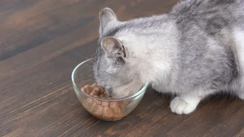 Cute little gray cat eats wet food from glass bowl, close up Stock Footage 166671480