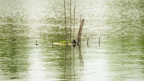 Cute Little Grebe Steps onto its nest in the middle of water Stock Footage 332599906