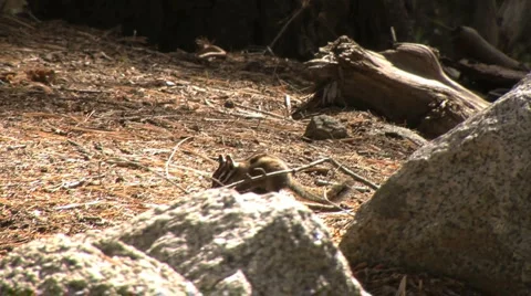 Cute little ground squirrels playing and looking for food Stock Footage 2797408
