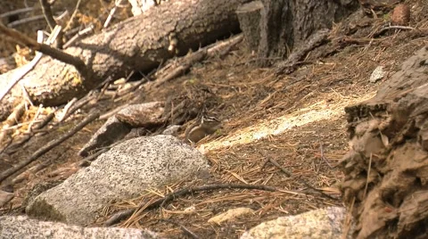 Cute little ground squirrels playing and looking for food Stock Footage 2798129