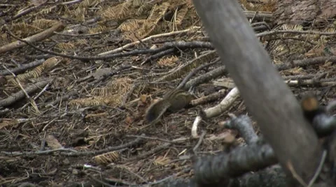 Cute little ground squirrels playing and looking for food Stock Footage 2798191
