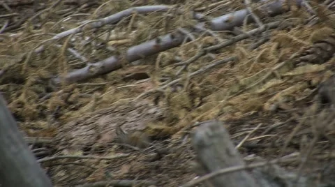 Cute little ground squirrels playing and looking for food Stock Footage 2798418