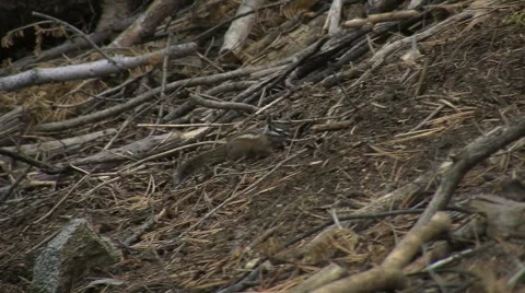 Cute little ground squirrels playing and looking for food Stock Footage 2798462