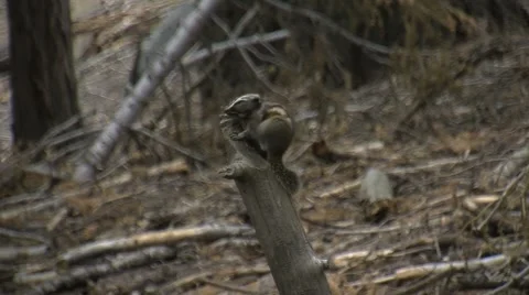 Cute little ground squirrels playing and looking for food Stock Footage 2798517