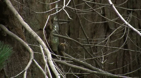 Cute little ground squirrels playing and looking for food Stock Footage 2798649
