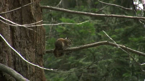 Cute little ground squirrels playing and looking for food Stock Footage 2798748