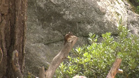 Cute little ground squirrels playing and looking for food Stock Footage 2799099