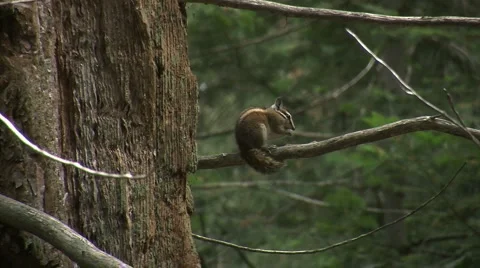 Cute little ground squirrels playing and looking for food Stock Footage 2799360
