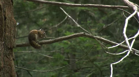 Cute little ground squirrels playing and looking for food Stock Footage 2799412