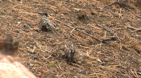 Cute little ground squirrels playing and looking for food Stock Footage 2800302
