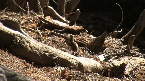 Cute little ground squirrels playing and looking for food Stock Footage 2800819