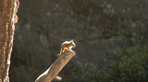 Cute little ground squirrels playing and looking for food Stock Footage 2800952