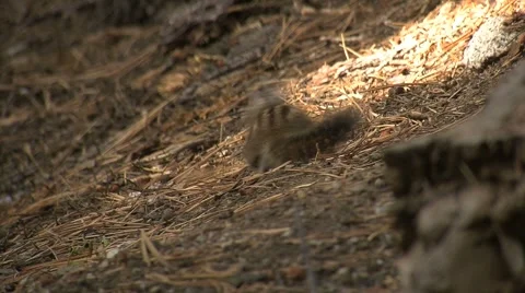 Cute little ground squirrels playing and looking for food Stock Footage 2801190