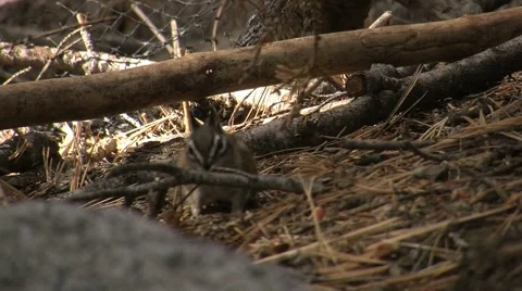 Cute little ground squirrels playing and looking for food Stock Footage 2801386