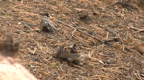 Cute little ground squirrels playing and looking for food Stock Footage 2803258