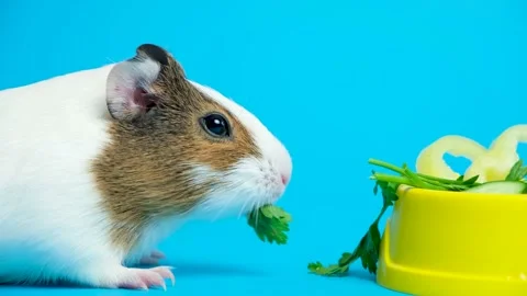 Cute little guinea pig amusingly chews parsley on a blue background Stock Footage 217772448