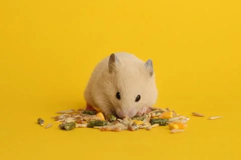 Cute little hamster eating on yellow background Stock Photos