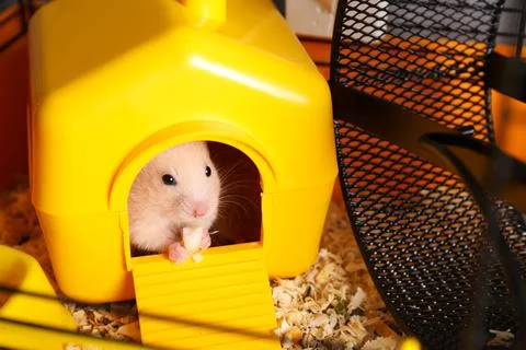Cute little hamster inside decorative house in cage Stock Photos