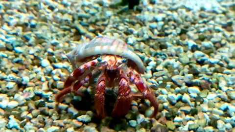 Cute little Hermit Crab crawling on the rocky bed Stock Footage 284844500