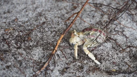 Cute little hermit crabs in the shells are moving in the sand. Stock Footage 119271214