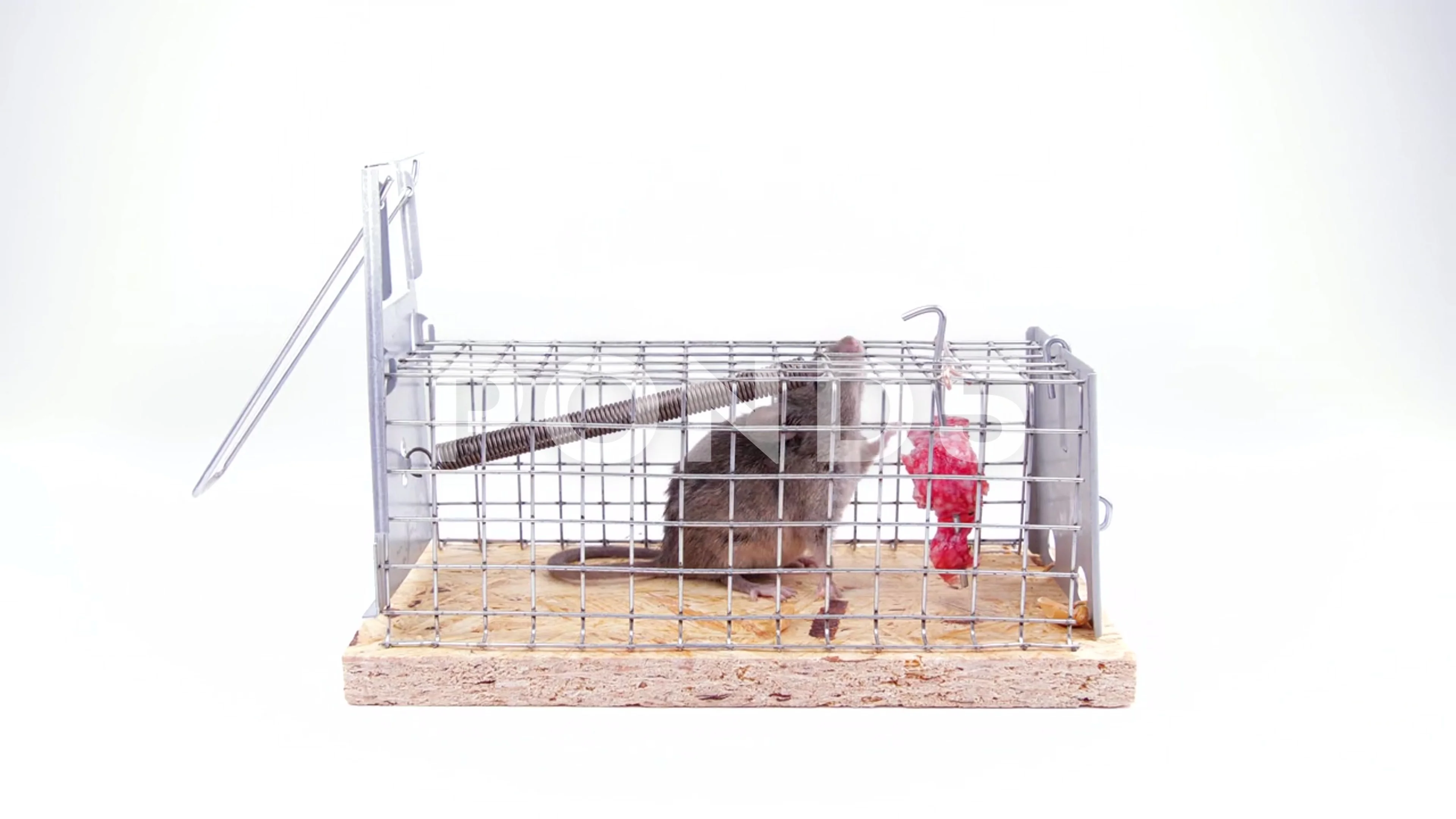 Closeup of rat mouse caught in rat trap cage Stock Photo