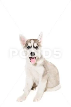 Cute little husky puppy isolated on white background Cute little husky ...