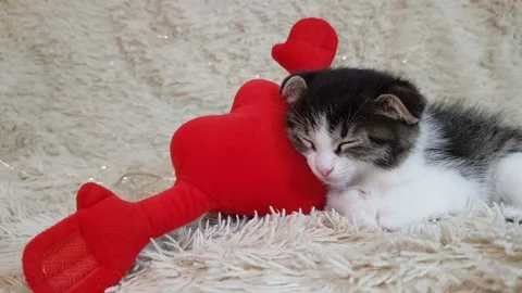 Cute little kitten and a red heart on a light background. background for Stock Footage 168026286