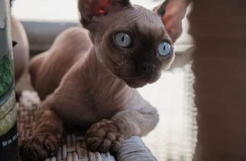 Cute little kitten breed Devon Rex lies on the table Stock Photos
