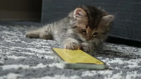 Cute Little Kitten Cat Playing a Game Stock Video Pond5