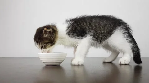A cute little kitten eats from a white bowl Stock Footage 201474276