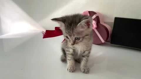 Cute little kitten 스톡 동영상 238602238