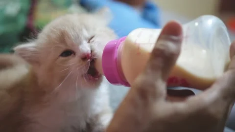 Cute little kitten hand fed with milk from nursing baby bottle Stock Footage