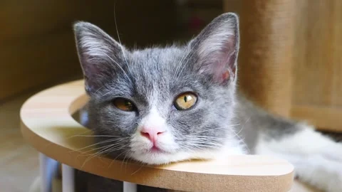 Cute Little Kitten  Looking At Camera And Then Starts Looks Around Stock Footage 261382764