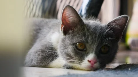 Cute Little Kitten  Looking At Camera Stock Footage 262768081