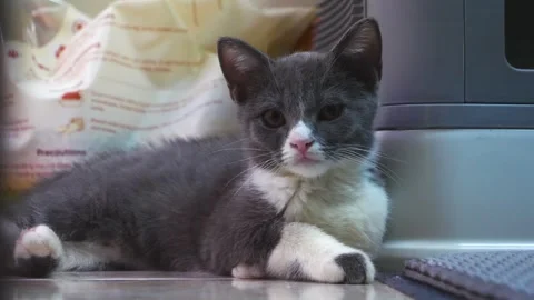Cute Little Kitten  Looking At Camera Stock Footage 262978365