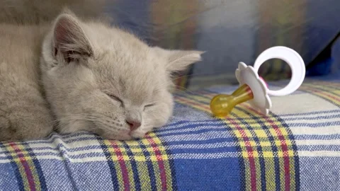 Cute little kitten is lying and sleeping. Stock Footage 138504196